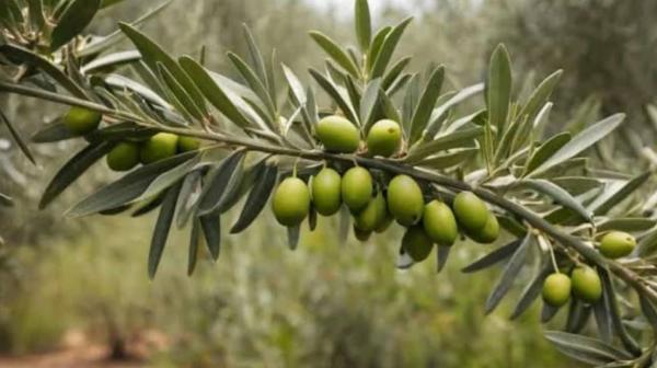 زراعة الكورة تدعو مزارعي الزيتون لري أشجارهم لتحسين الانتاج