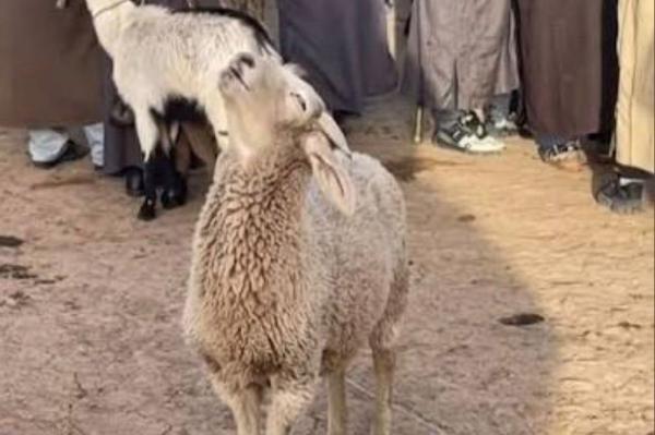 خروف رأسه مرفوع  ..  حماية المستهلك تنصح الأردنيين بآلية شراء الأضاحي