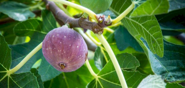 تفسير سورة والتين والزيتون وبيان فضلها