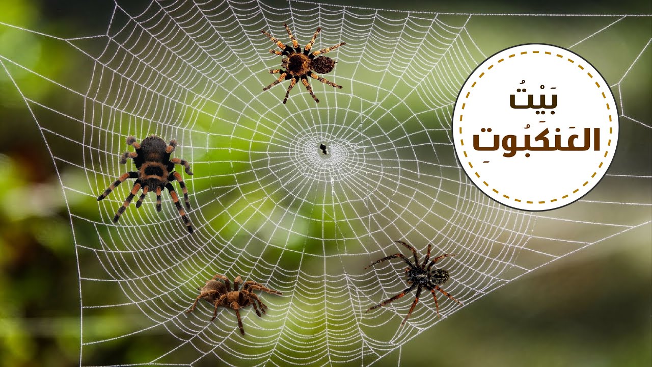 لماذا وصف الله بيت العنكبوت اوهن البيوت؟