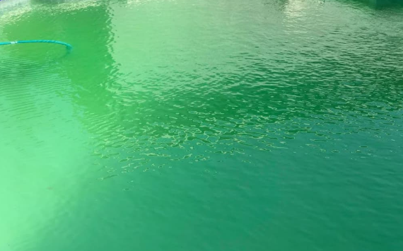 تفسير حلم السباحة في مياه خضراء للعزباء بين الشفاء والتجدد