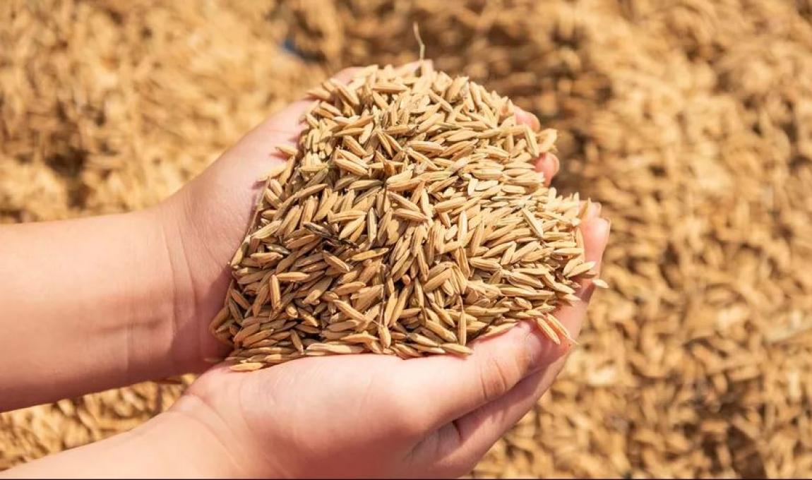 الأردن يطرح عطاء لشراء 100 طن من الشعير