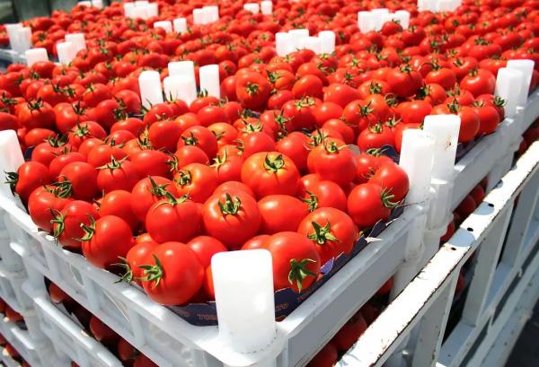 خريسات: الأردن يصدّر 3200 طن خضار وفواكه يوميا