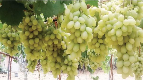 معرشات العنب في عجلون تدعم الأسر وتنشط الاقتصاد الزراعي