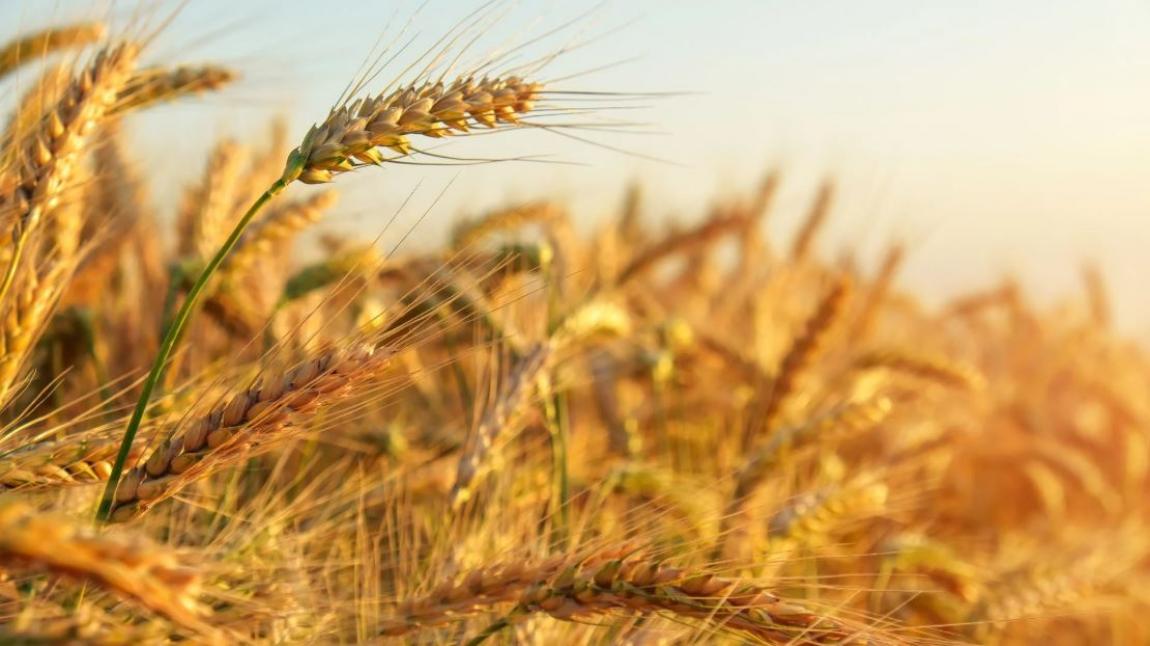 الأردن يطرح عطاء لشراء 50 ألف طن شعير