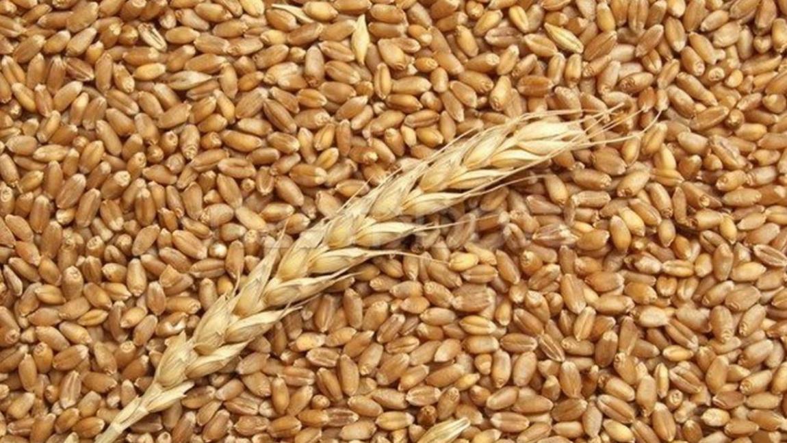 الأردن يعيد طرح عطاء لشراء كميات من القمح