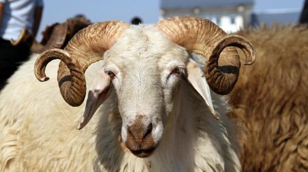 ما حكم شراء الأضحية بالتقسيط؟  ..  الافتاء تجيب