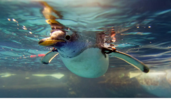 تفسير حلم غوص الطيور في الماء والتكيف مع التحديات