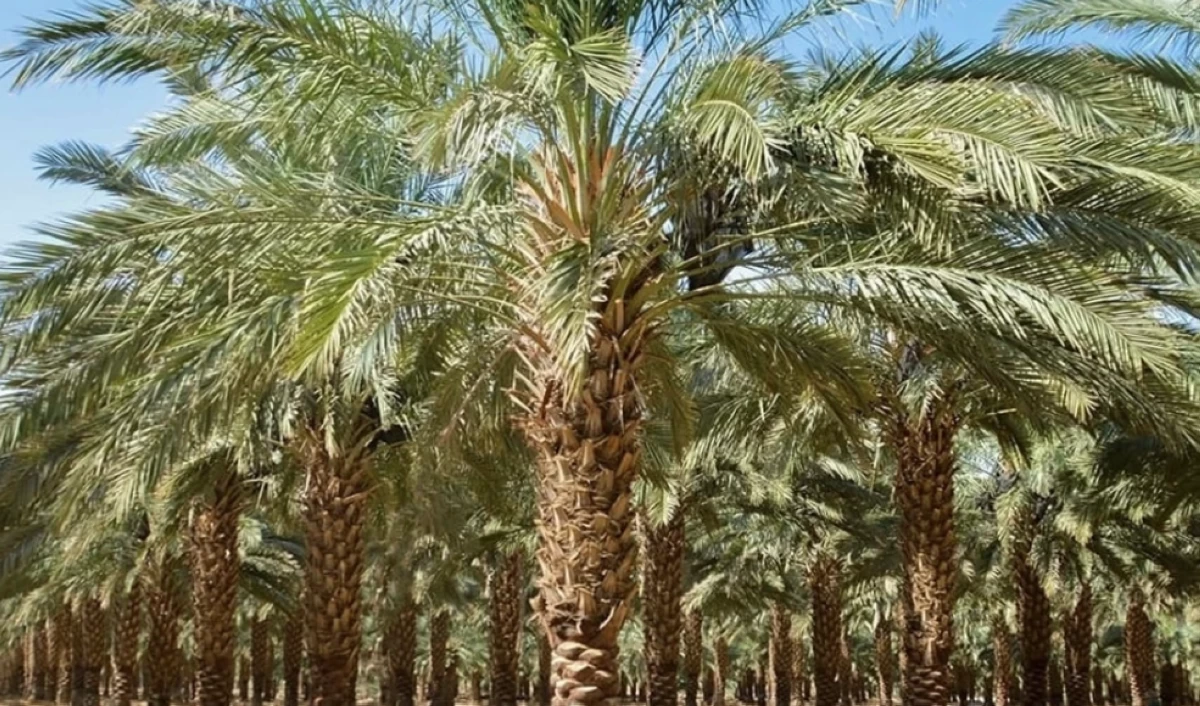 تمور العقبة ..  نخيل يمتد على أكثر من 10 آلاف دونم وإنتاج يقترب من 800 طن
