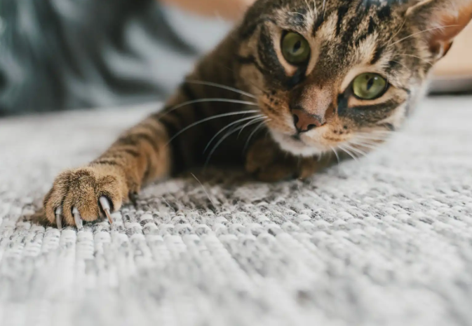 تفسير رؤيا خربشة القطة  ..  هل هي تحذير أم رسالة؟