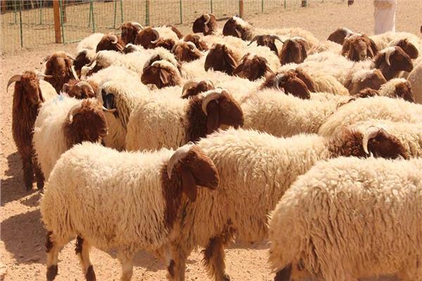 بلدية المفرق: إعفاء المواطنين من رسوم ذبح الأضاحي خلال العيد