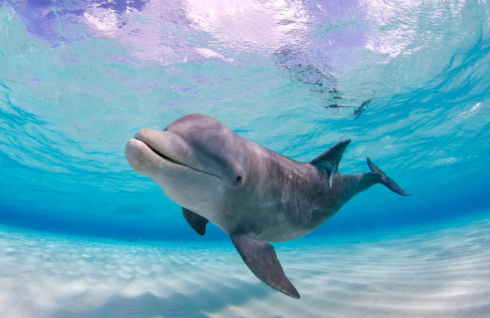 تفسير حلم السباحة مع الدلافين للعزباء والمتزوجة