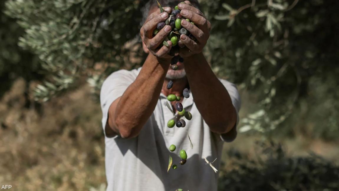 الذهب الأخضر في دائرة الخطر  ..  ماذا يحدث لزيتون الضفة؟